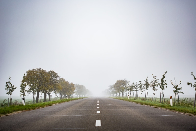 scenics - nature, plant, asphalt, treelined, copy space, morning, nature, Road to Nowhere, scenics, beauty in nature, street, tree, vanishing point, rural Scene