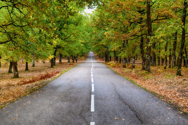tree, park, vanishing point, scenic, forest, direction, growth, autumn, plant, no people, environment, daylight, landscape, treelined, concrete, road, day