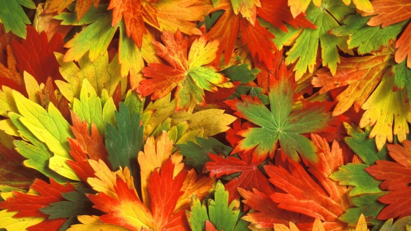 lush Foliage, natural condition, fragility, september, abstract, orange Color, textured, green, plant, green Color, red, plant part, maple leaf, full frame