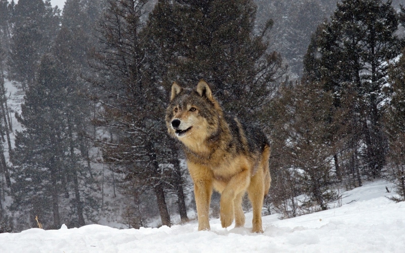 animals in the wild, forest, wolf, nature, animals, outdoors, winter, snowing, cold temperature, vertebrate, land, snow, no people, animal themes, day