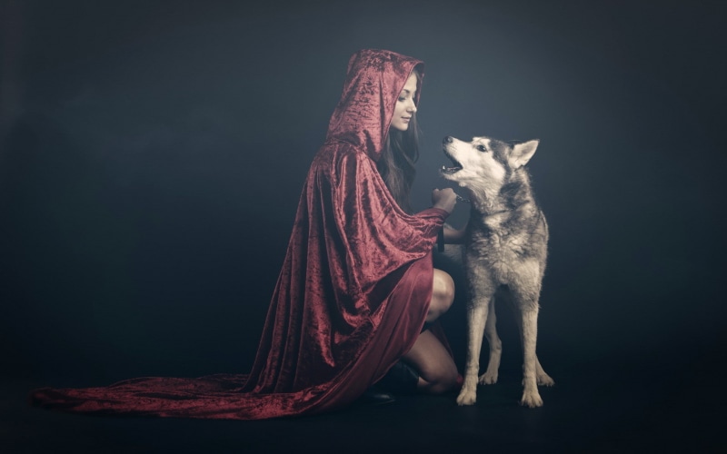 animals, looking away, sitting, studio shot, full length, tabby, domestic cat, women, whisker, indoors, Red Riding Hood, mammal, no people, domestic, vertebrate
