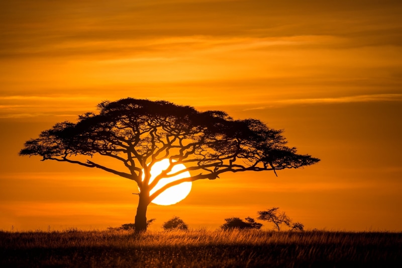 orange Color, backgrounds, plant, yellow, scenics, silhouette, africa, sunrise - Dawn, sun, cloud - Sky, 1080P, sunlight, idyllic, the sun, back Lit, horizon Over Land