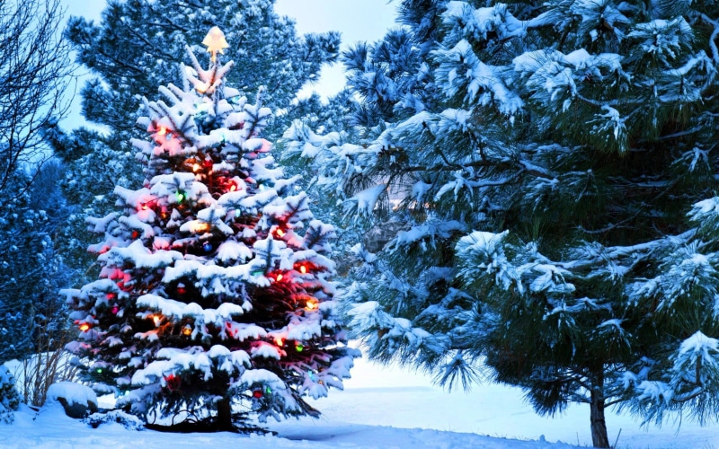 Tree, Christmas, Lights, Year, Snow, 2K, New