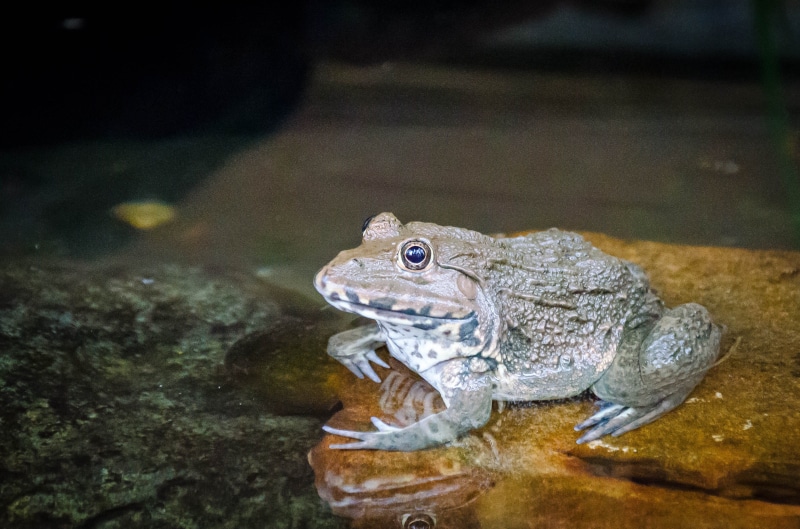 small, forest, species, animals in the wild, fun, tree, close-up, image, outdoors, macro, amphibian, tropical, looking, wild, reptile, red, wildlife, sitting