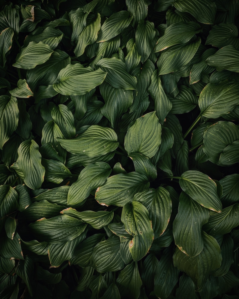 mood, calm, illustration, leafe, pattern, organic, close-up, plans, nature, 2K, seamless, botany, backgrounds, forest, color, moody, summer, green, leafed