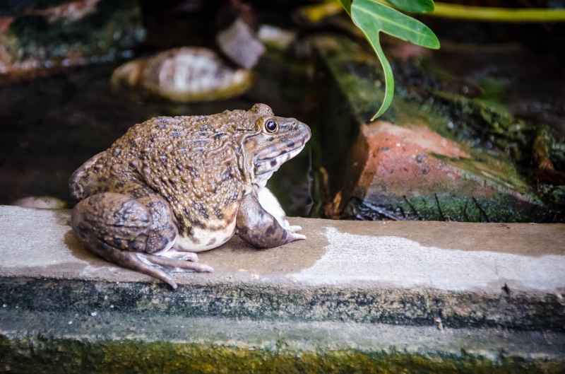 reptile, animals in the wild, macro, animal, rock - object, white, water, rainforest, graphic, red, pet, beautiful, sign, toad, iguana, character, ecology