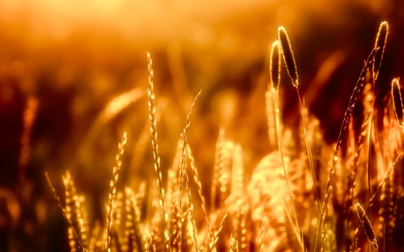 2K, Warm, close, Grass, Sun