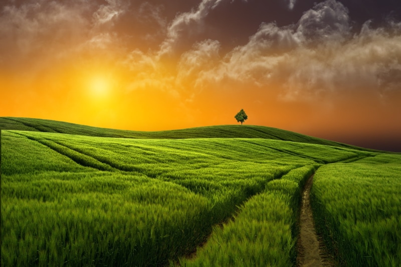 1080P, grass, field, sunset, Nature, grassland