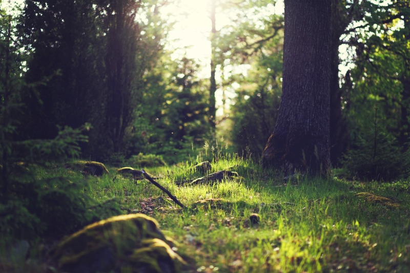 4k, 5k, Yosemite, forest, 8k, OSX, 5K
