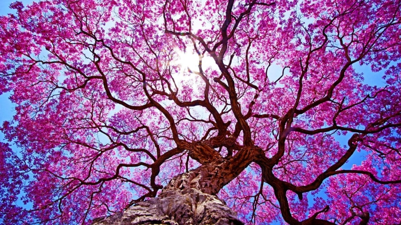 nature, blossom, tree, spring, flowery tree, sunray, flowery, sunlight, 1080P