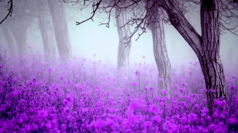 foggy, fog, wild flowers, flowery, misty, 1080P, spring, springtime, forest