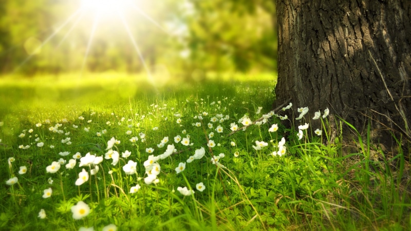 grass, light, sunray, 4K, spring, wood, sunny, strawberry flowers, tree
