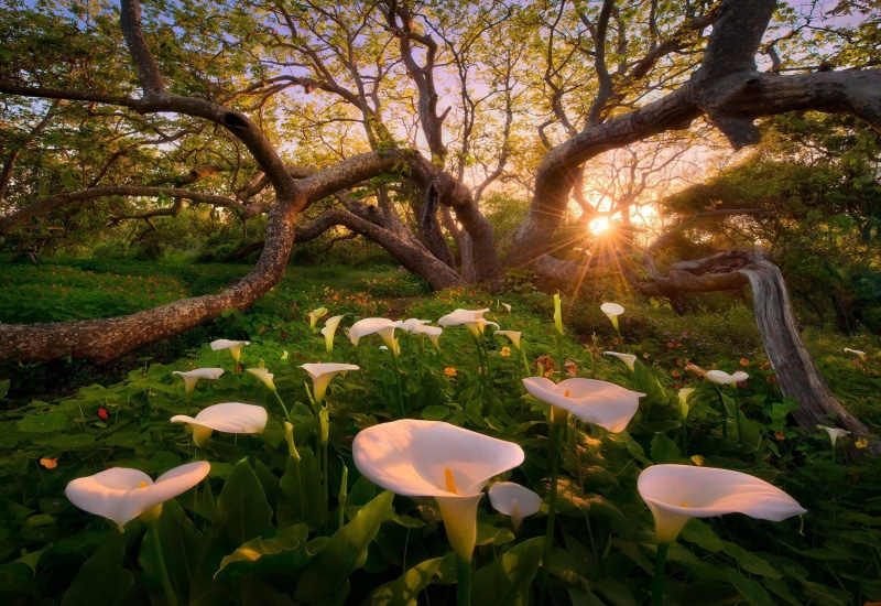 1080P, flowers, sunlight, trees, nature, spring, landscape, sunset, grass, calla lilies