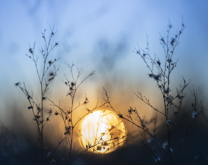 focus on foreground, red sky, bird, bare tree, scenics - nature, light, weather, sunlight, sunrise, outdoors, blue monday, tree, nature, 5K, no people