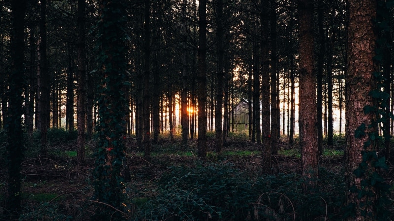 outdoors, forest, tranquility, land, woodland, beauty in nature, tranquil scene, tree, non-urban scene, trees, sunset, 1080P, plant, growth, green, scenics - nature