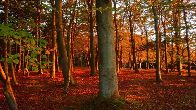 non-Urban Scene, season, 1080P, tree Trunk, change, green Color, sunlight, green, scenics, tranquil Scene, land, bright, colors, lush Foliage, footpath