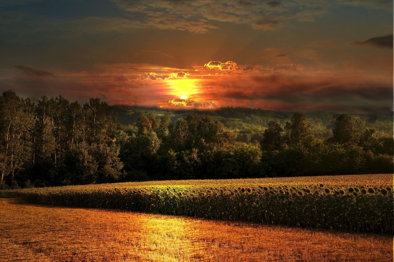 field, sunflowers, Sunset, forest, 1080P