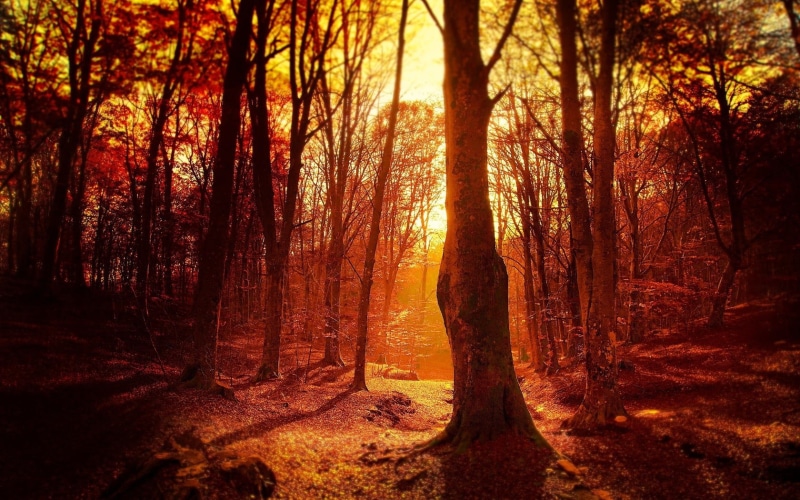 dusk, outdoors, autumn, scenics - nature, scenics, mist, bush, leaf, woodland, land, sunrise - Dawn, green Color, 720P, gold Colored, park - Man Made Space