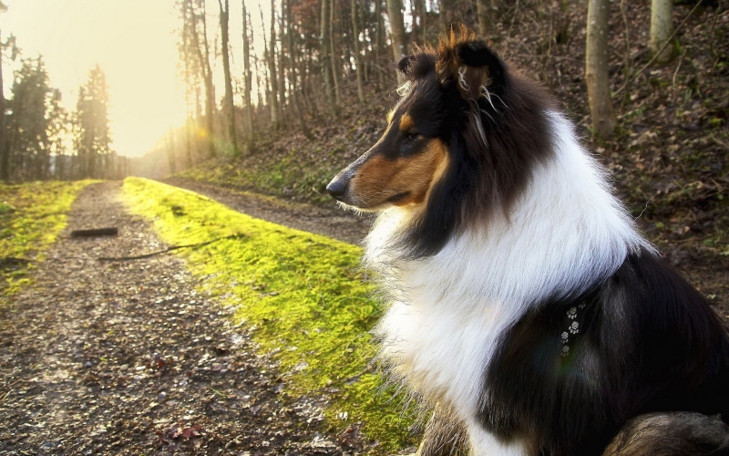 sunset, coated, domestic, forest, sunlight, 1080P, black, dog, vertebrate, outdoors, nature, no people, plant, mammal, day, long, border collie, purebred dog