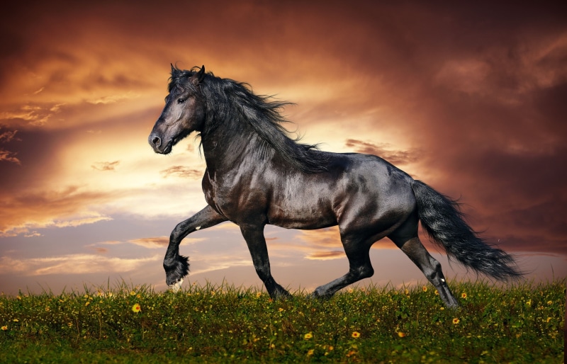 hana, thoroughbred, beautiful animal, mammal, domestic animals, mane, shiny fur, trot, plant, muscular, outdoors, full length, kumo, pets, no people, flower