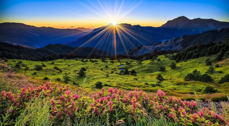 flower, morning, flowering plant, rural Scene, no people, sunlight, tranquil Scene, landscape, sunbeam, outdoors, carpathian Mountain Range, environment