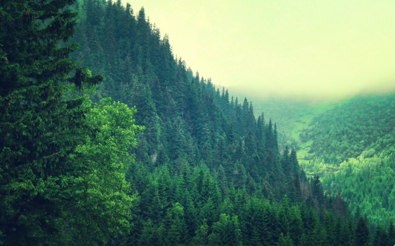 color Image, woodland, europe, growth, day, beauty In Nature, summer, forest, foliage, fog, environment, mountain Peak, freshness, season, plant, no People