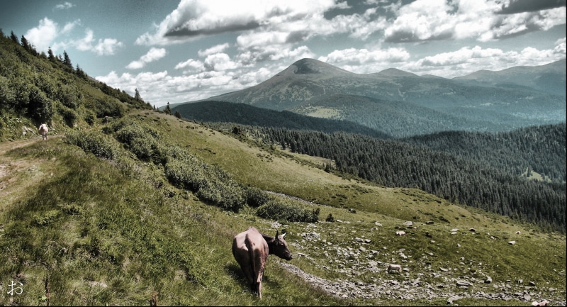 life, nature, hillside, meadow, lights, pasture, mountainside, mountain  ridge, chornohora, hill, animal, outdoors, 2K, forest, grassland, range, Carpathians