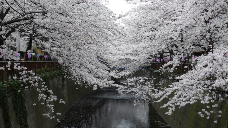 flower, built structure, tree, nature, blossoms, spring, plant, day, incidental people, treee, 1080P, flowering plant, beauty in nature, reflection, cherry blossom