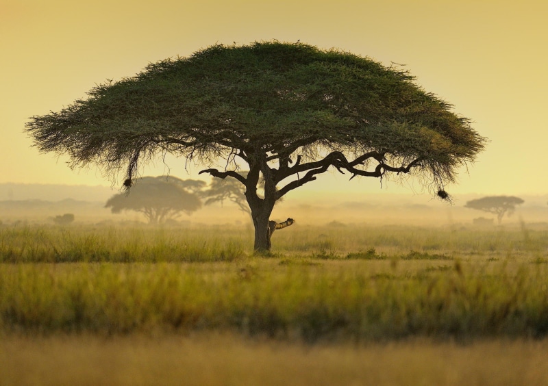 umrella, Nature s Hyd, 1080P, treee, Umrella acacia treee, acacia, s