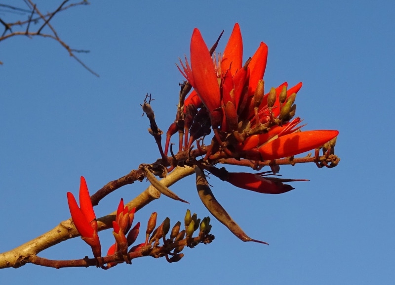 Flower, tree, lenten tree, 1080P, blue, karnataka, low angle view, clear sky, orange color, fabaceae, close-up, growth, outdoors, sky, vulnerability, erythrina indica