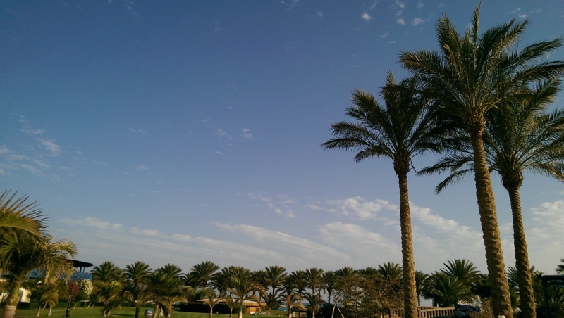 palm treee, tropical tree, palm leaf, tree, Beach, Travel, treelined, architecture, tourist resort, cloud - sky, beauty in nature, land, sky, no people