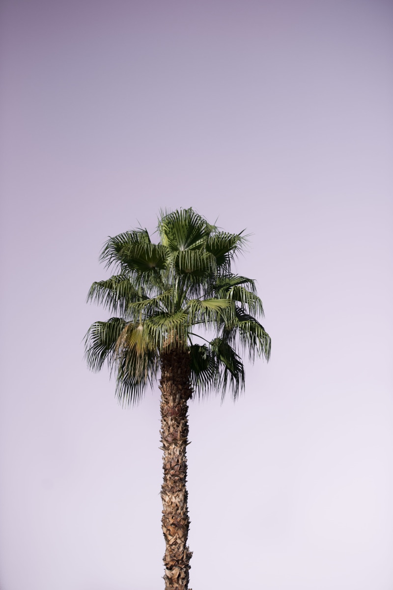 tranquility, pink, treee, coconut palm tree, leaf, outdoors, plant, sky, tree, tall - high, clear sky, palm tree, 4K, tropical climate, tree trunk, growth