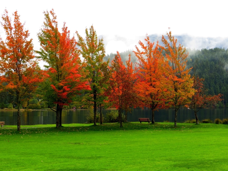 nature, field, scenics - nature, colorful, leaves, walk, beauty in nature, tranquility, sky, plant, orange, water, grass, bench, outdoors, change, growth