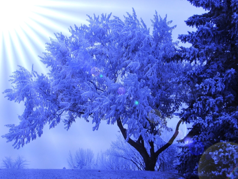 glare, backgrounds, 1080P, winter, black, nature, tree, tranquility, decoration, low angle view, flowering plant, plant, outdoors, vulnerability, snow