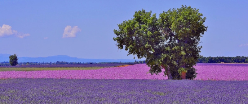 beauty in nature, environment, green, sky, France, landscape, rural scene, tranquility, land, purple, plantation, field, leafed, flowerbed, treee, Provence