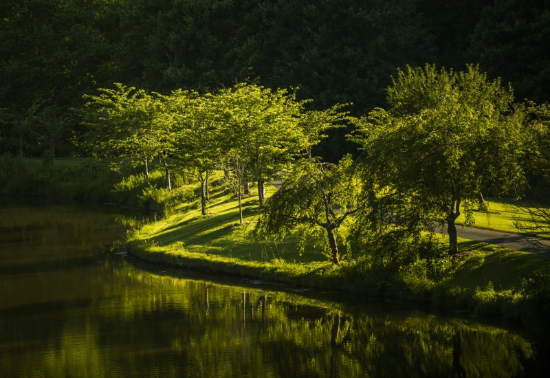reflecting, leafed, pond, land, tranquility, sunlight, tree, scenics - nature, water, waterfront, trees, forest, green, growth, landscape, beauty in nature