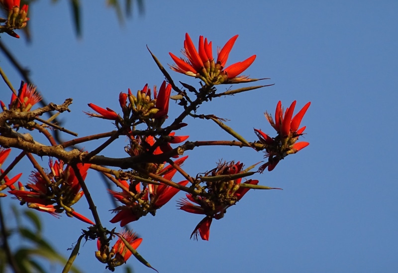 petal, sky, indian coral treee, erythrina orientalis, orange color, plant, close-up, pine tree, red, growth, Erythrina, 2K, nature, low angle view, karnataka