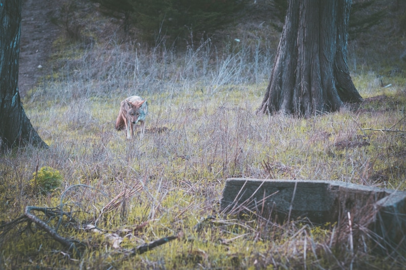 pets, 4K, brown, one animal, tree trunk, animal wildlife, plant, near, animal themes, animal, coyote, vertebrate, canine, field, park, land, kit fox, ground