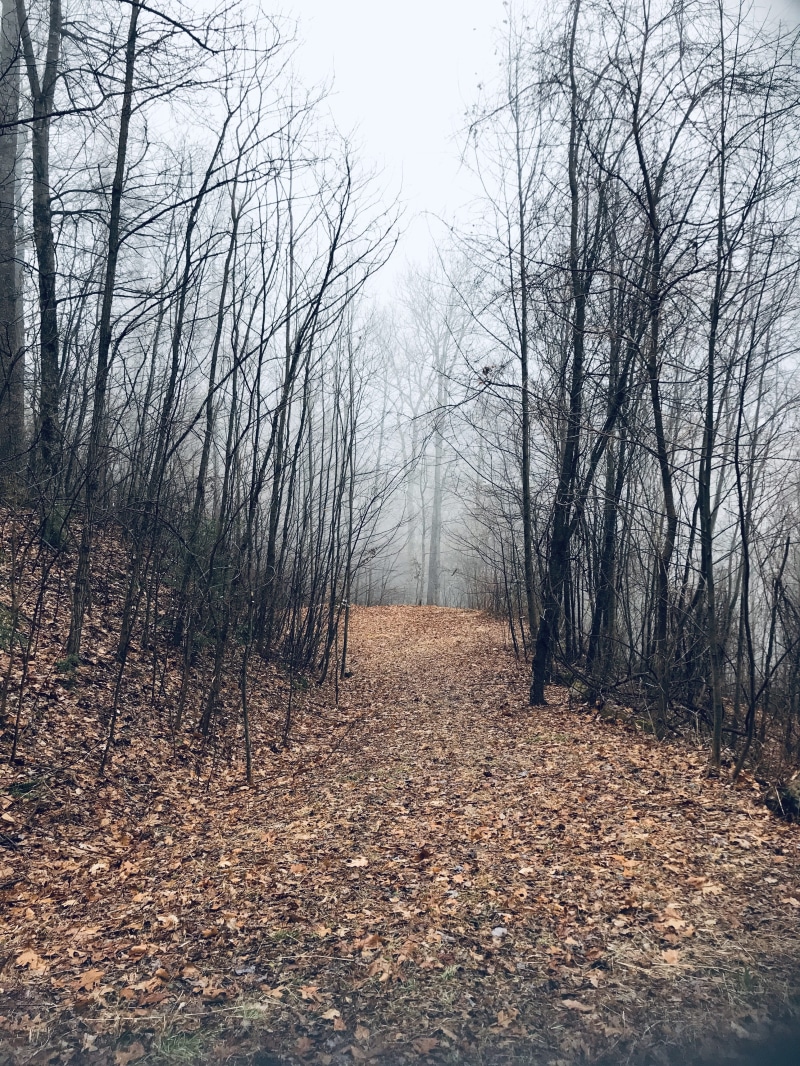 590 equestrian dr, creepy trees, change, united states, nature path, nature, black forest, no people, fog, wicca, plant, middle, creepy path, beauty in nature