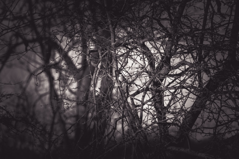 growth, winter, black-and-white, bare tree, outdoors, tree, trunk, beauty in nature, eerie, no people, treee, black and white, land, tree trunk, branch