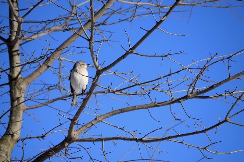 animal, animal themes, animal wildlife, vertebrate, outdoors, winter, low angle view, clear sky, one animal, plant, animals in the wild, perching, nature