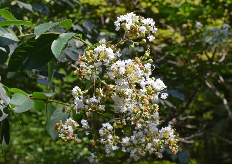 fragility, no people, oak ridge, tree, close-up, white crepe myrtle, leaf, plant part, united states, white color, outdoors, shrub, bunch of flowers, bloom