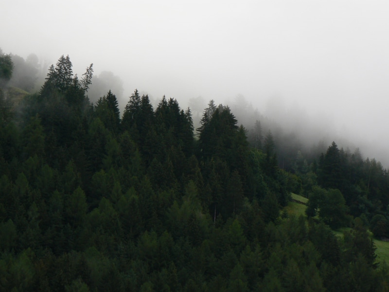 outdoors, mountain, hill, trees, fog, 2K, pine tree, tranquility, green, green color, woodland, landscape, mist, winter, day, forest, scenics - nature
