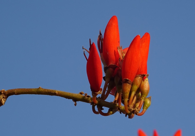 orange color, animal, erythrina orientalis, insect, red, clear sky, close-up, karnataka, plant, bhimgadh, low angle view, petal, day, india, sky, flowering plant