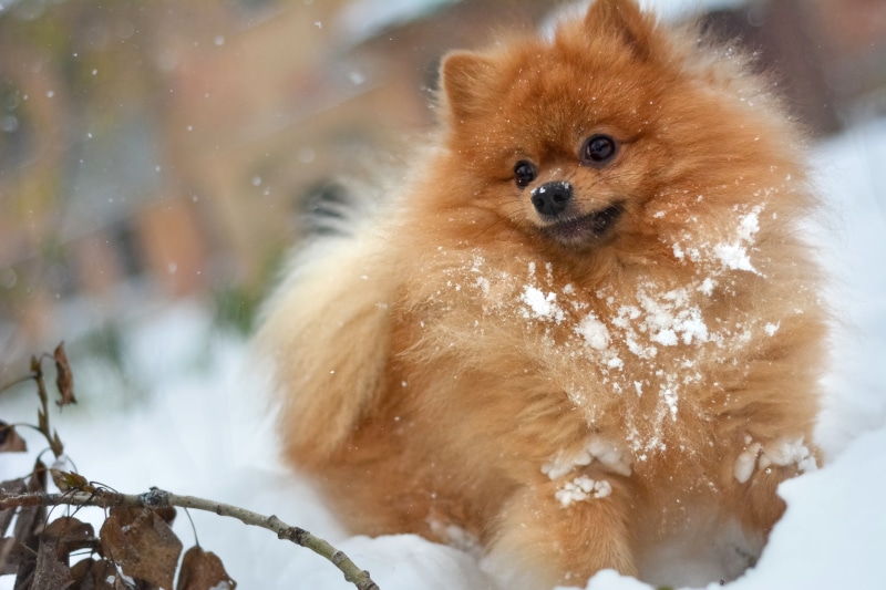 close-up, animal themes, the game, shaggy, fun, hairy, white, pets, autumn, mammal, small, animal wildlife, leaves, vertebrate, plays, puppy, no People