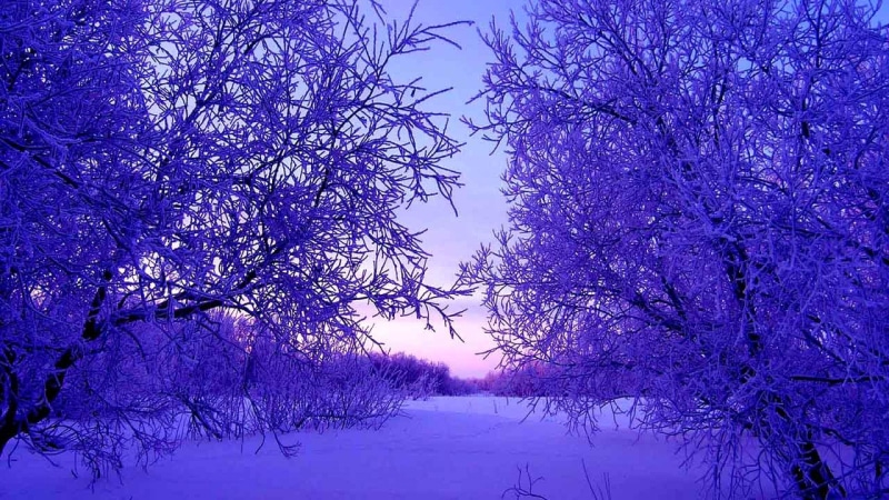 snowdrifts, winter, evening, snow, trees, 4K