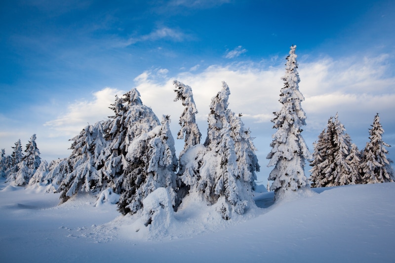 trees, photo, Winter, forest, Lillehammer, norway, 2K, snow, spruce, blue, sky, snowdrifts