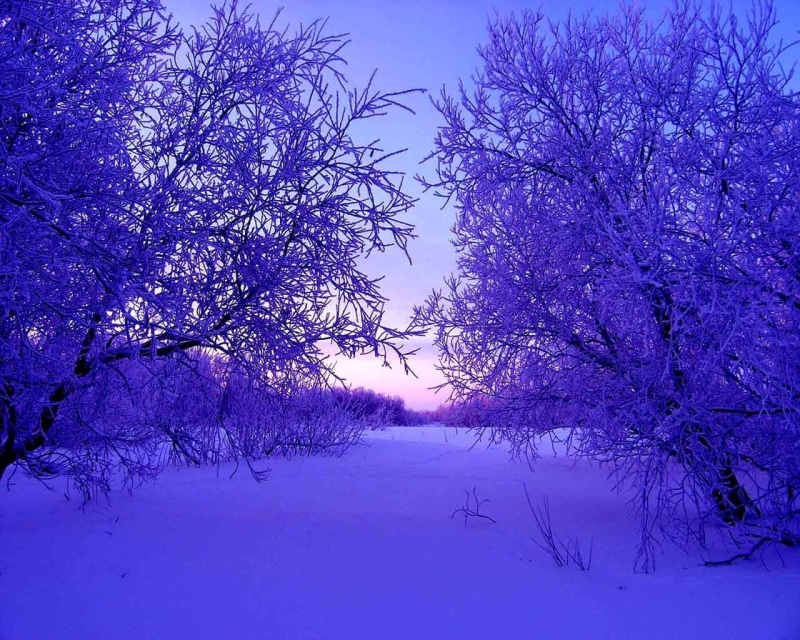 purple, beauty In Nature, christmas, tranquil Scene, forest, no People, tree, outdoors, ice, evening, white color, cold - Temperature, frozen, rural Scene