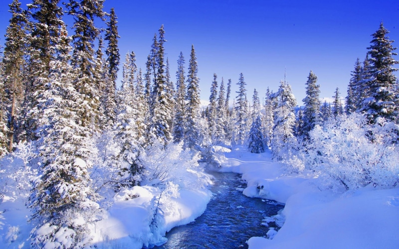 beauty In Nature, nature, pine Tree, tree, winter, trees, non-Urban Scene, fir Tree, scenics, pine woodland, tranquility, white, scenics - nature, 1080P