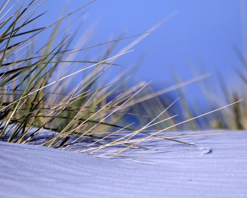 freshness, blue, green Color, backgrounds, growth, snow, landscape, sunlight, copy Space, sky, macro, grass, outdoors, field, season, rural Scene, snowdrift